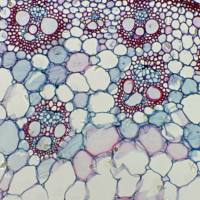 人软骨细胞C28/I2