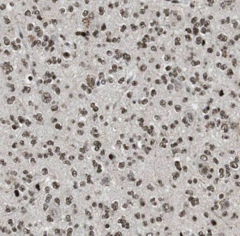 MLF2 antibody|MLF2抗体