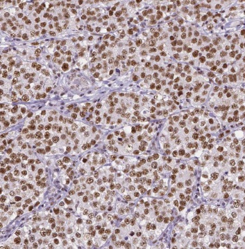TEX14 antibody|TEX14抗体