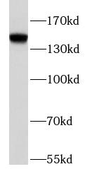 BRD1 antibody|BRD1抗体