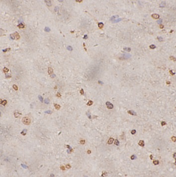 EGLN1 antibody|EGLN1抗体 FNab101
