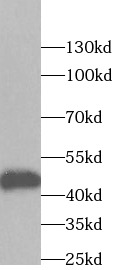 DDX39B antibody|DDX39B抗体