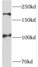 TEX14 antibody|TEX14抗体