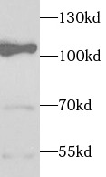ELOA antibody|ELOA抗体