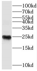 THOC7 antibody|THOC7抗体