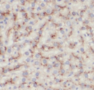 CD14 antibody|CD14抗体 FNab01426