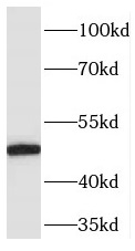 PELI2 antibody|PELI2抗体
