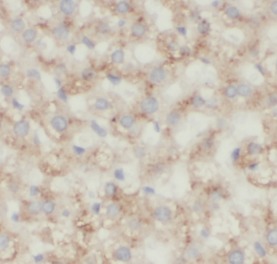 ANXA2 antibody|ANXA2抗体 FNab004