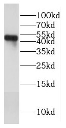 COX15 antibody|COX15抗体