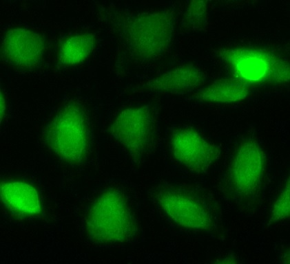 PER1 antibody|PER1抗体