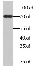 MAPK7 antibody|MAPK7抗体 FNab049