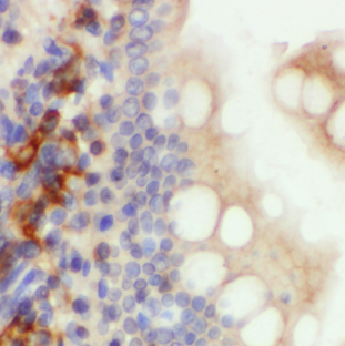 DEFB1 antibody|DEFB1抗体