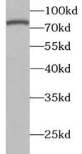 GRN antibody|GRN抗体 FNab03631