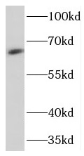 NELFCD antibody|NELFCD抗体