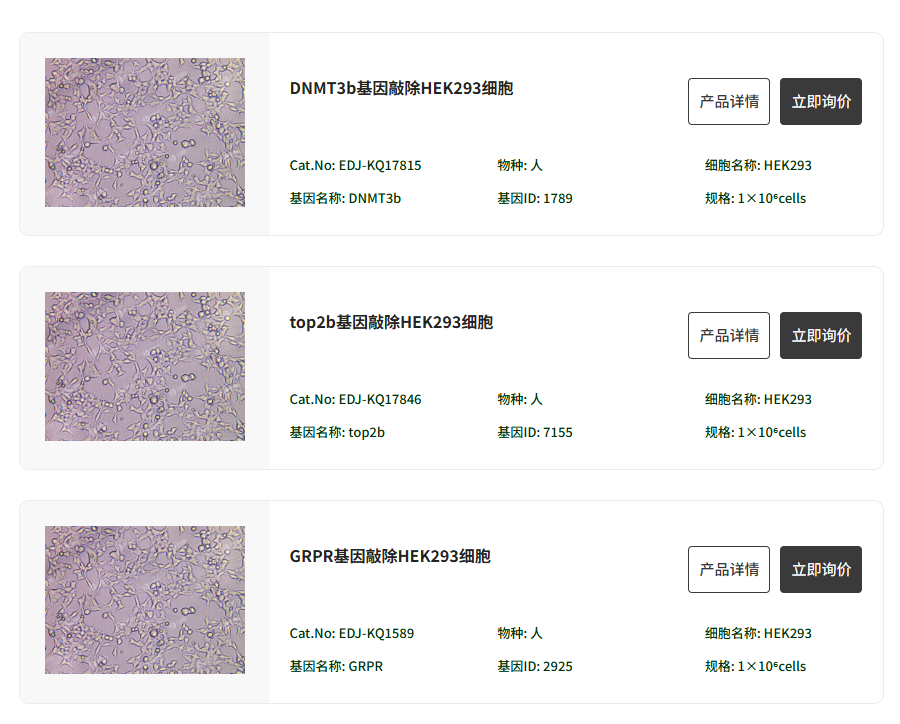 基因敲除细胞现货