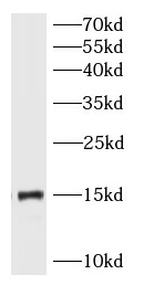 RPL36 antibody|RPL36抗体