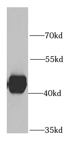 SHMT1 antibody|SHMT1抗体