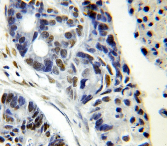 SUB1 antibody|SUB1抗体 FNab08367