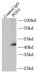 PELO antibody|PELO抗体