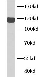PECAM1 antibody|PECAM1抗体 FNab0