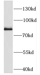 DDX50 antibody|DDX50抗体