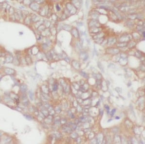 SECTM1 antibody|SECTM1抗体 FNab0