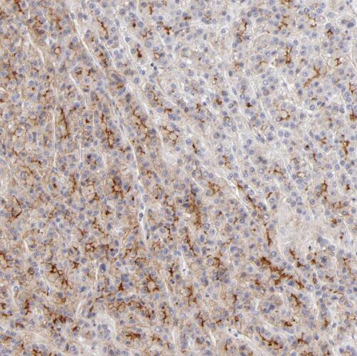 TNXB antibody|TNXB抗体