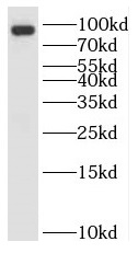 RNF10 antibody|RNF10抗体