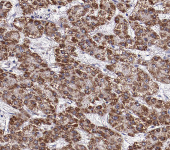 RBP5 antibody|RBP5抗体