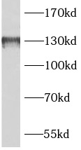 BAIAP3 antibody|BAIAP3抗体