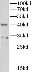 PPID antibody|PPID抗体 FNab09977