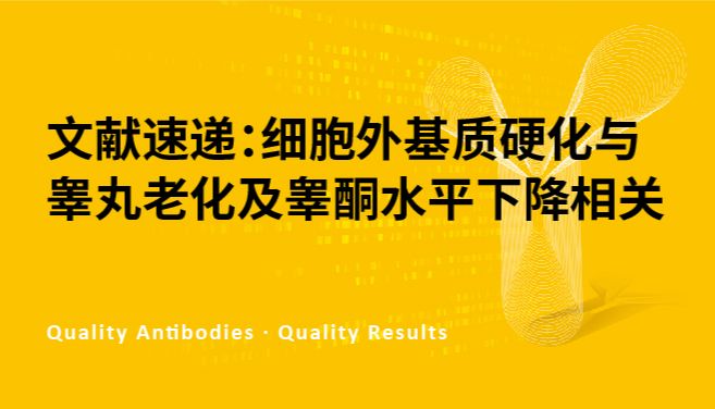 文献速递：细胞外基质硬化与睾丸老化及睾酮水平下降相关