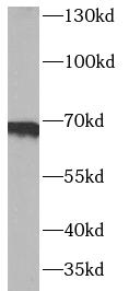 SDC3 antibody|SDC3抗体