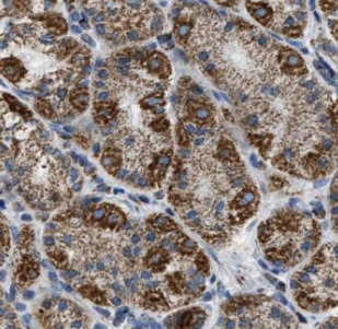 GRP antibody|GRP抗体