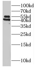 POFUT2 antibody|POFUT2抗体