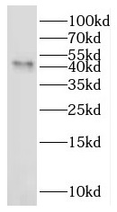 IDO2 antibody|IDO2抗体
