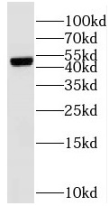 SUCLA2 antibody|SUCLA2抗体