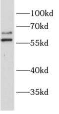 ALG6 antibody|ALG6抗体