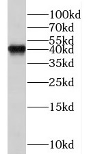 TCEA1 antibody|TCEA1抗体