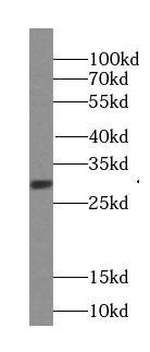 SURF2 antibody|SURF2抗体