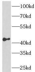 CREB1 antibody|CREB1抗体 FNab099