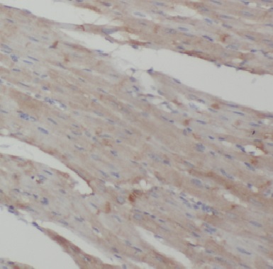 COPG2 antibody|COPG2抗体