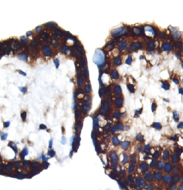 PSG1 antibody|PSG1抗体