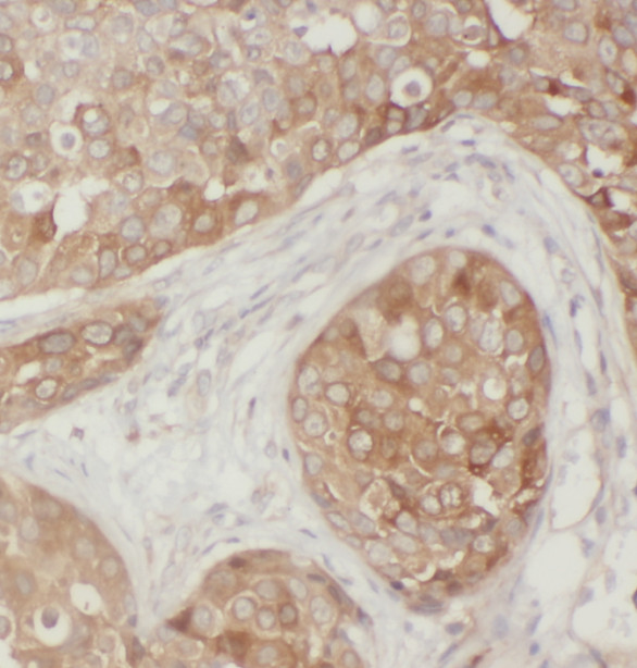 SRP54 antibody|SRP54抗体 FNab082