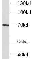 IL4I1 antibody|IL4I1抗体