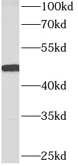 ACTR3B antibody|ACTR3B抗体