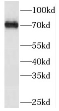 SESTD1 antibody|SESTD1抗体 FNab0