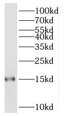 POLR2I antibody|POLR2I抗体