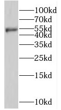 SHPK antibody|SHPK抗体