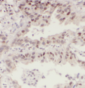 DLX3 antibody|DLX3抗体